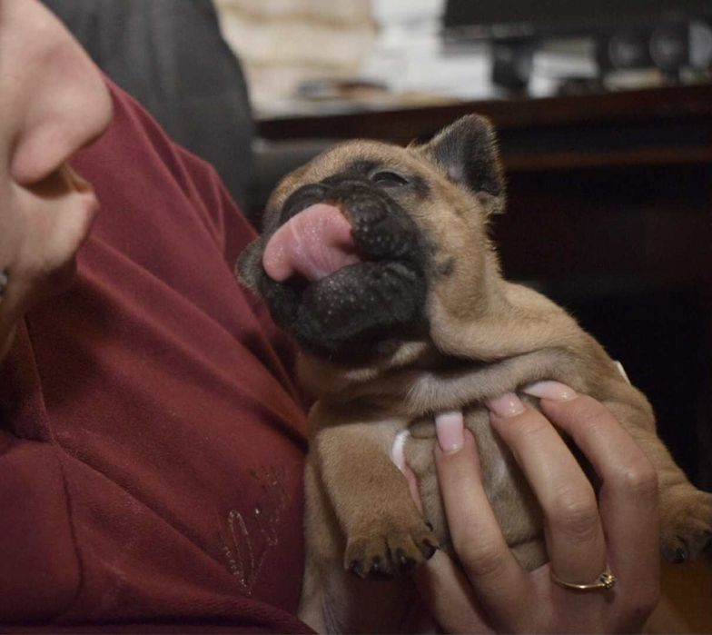 Buldog francuski Edzio