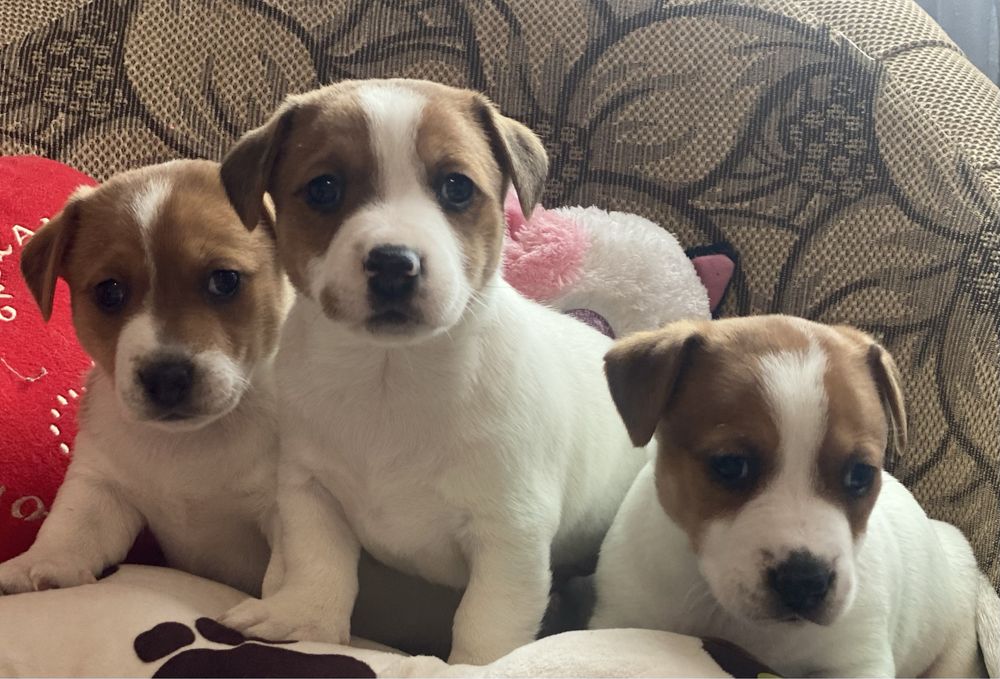 Найгарніші малятка