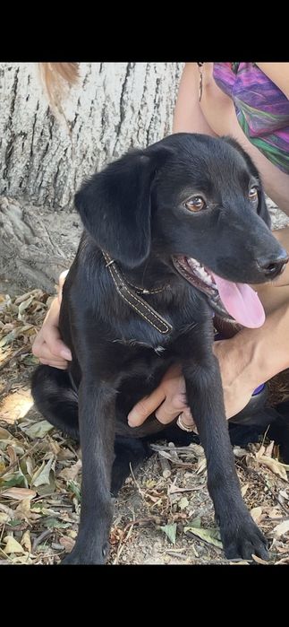 Ищу дом для маленькой собачки