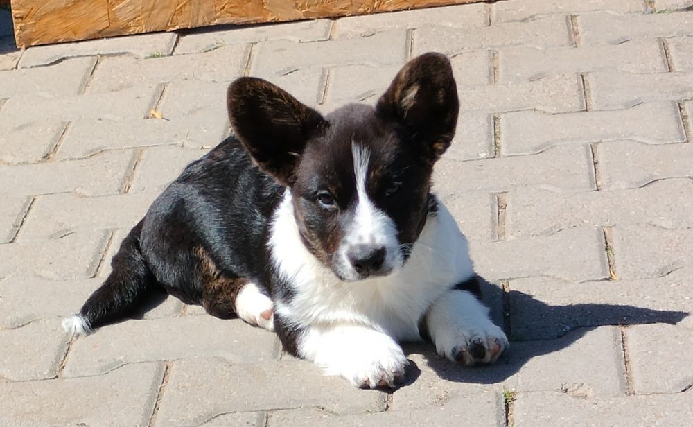 Welsh Corgi Cardigan FCI