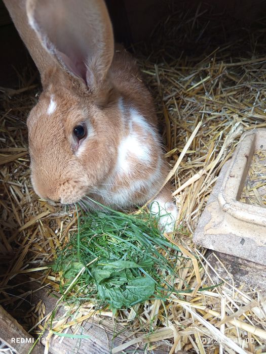 Króliki samice trzy sztuki