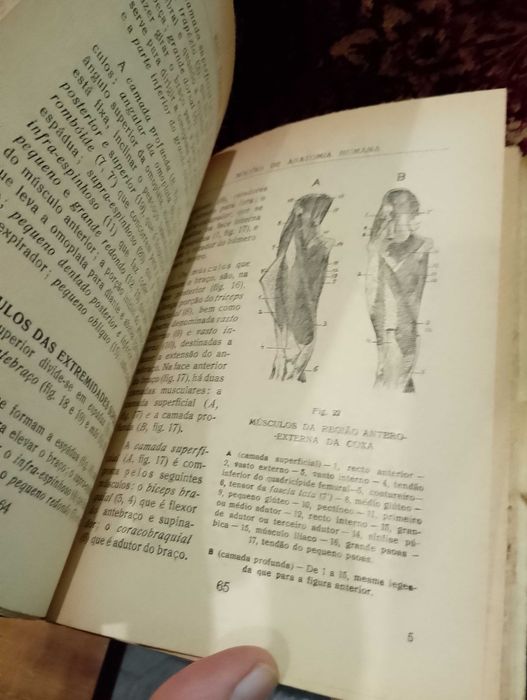 Noções de Anatomia Humana 1960 Raul D´Oliveira Feijão