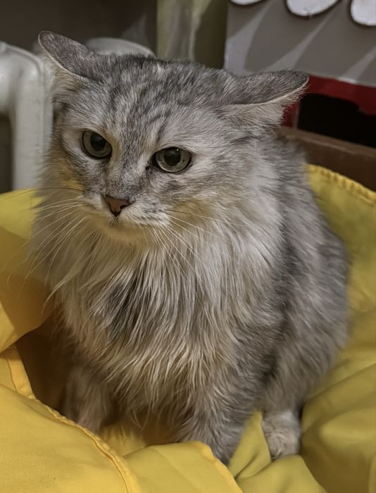 Молодая кошечка в хорошие руки