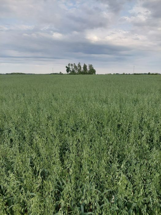 Sprzedam zboże, owies jary oczyszczony Petkusem