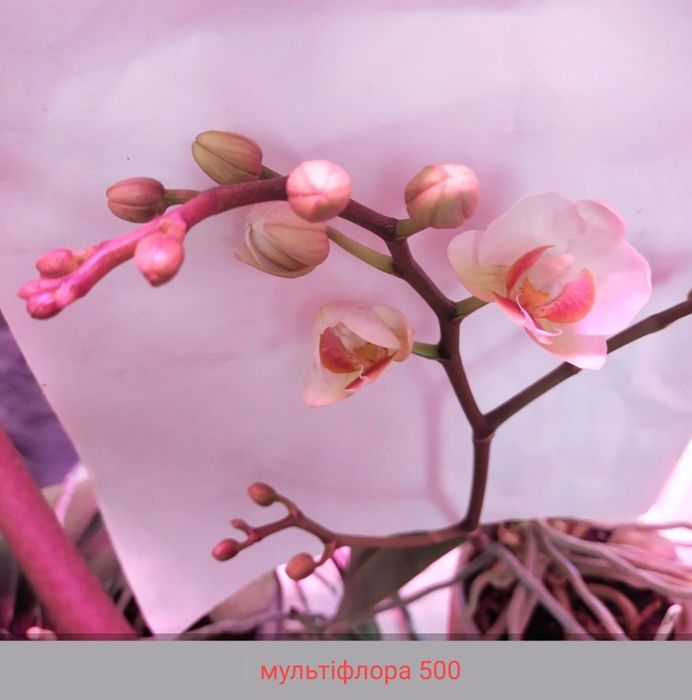 Домашні орхідеї сортові