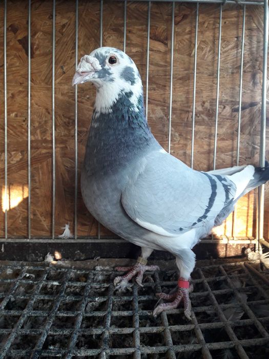 Golebie staropolskie samice