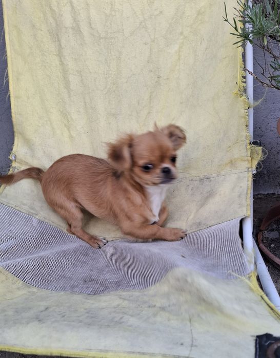 Chihuahua dziewczynka