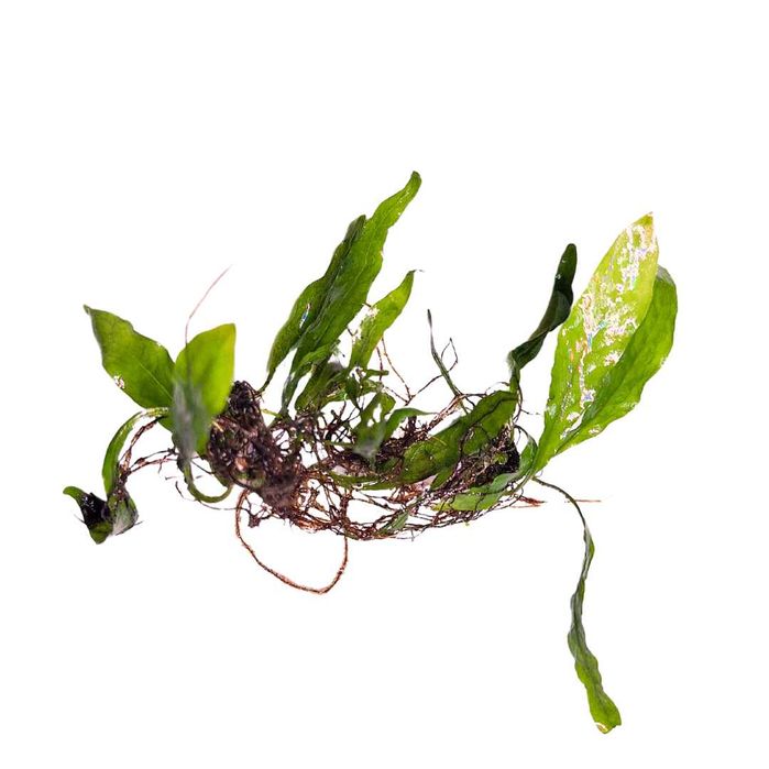 Microsorium pteropus - 1+1 gratis, na korzeń do akwarium