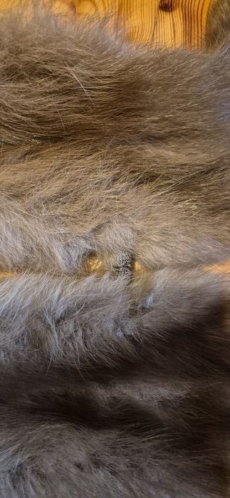 Futro x2 kuna łasica rekonstrukcja historyczna larp cosplay