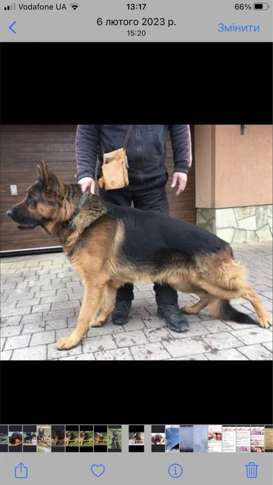 Цуценята чистокровної німецької вівчарки