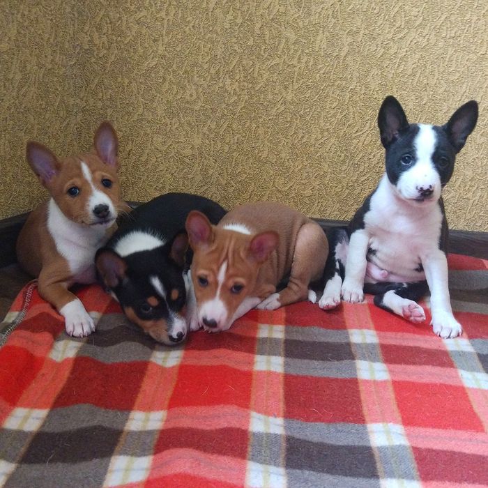 Щенки басенджи - Питомник DREAM OF CONGO (FCI-UKU)