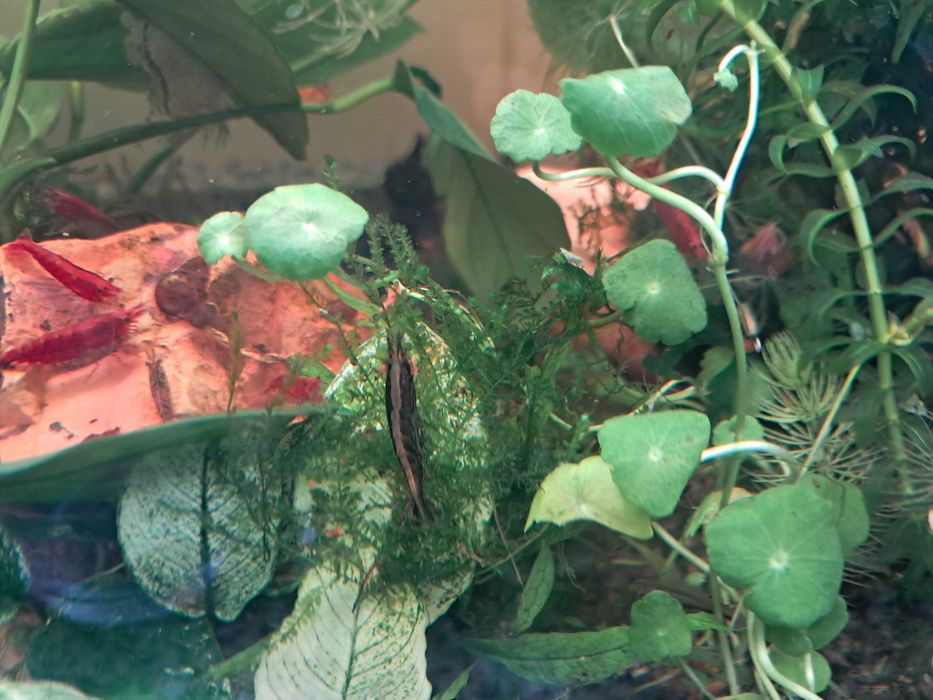 Camarões diversos - promoção até ruptura de stock