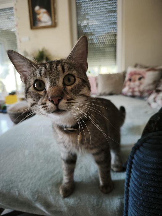 Piekny Ryszard do adopcji