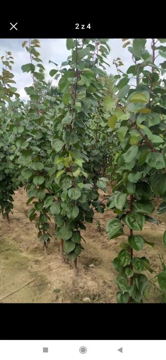 Drzewka i krzewy owocowe