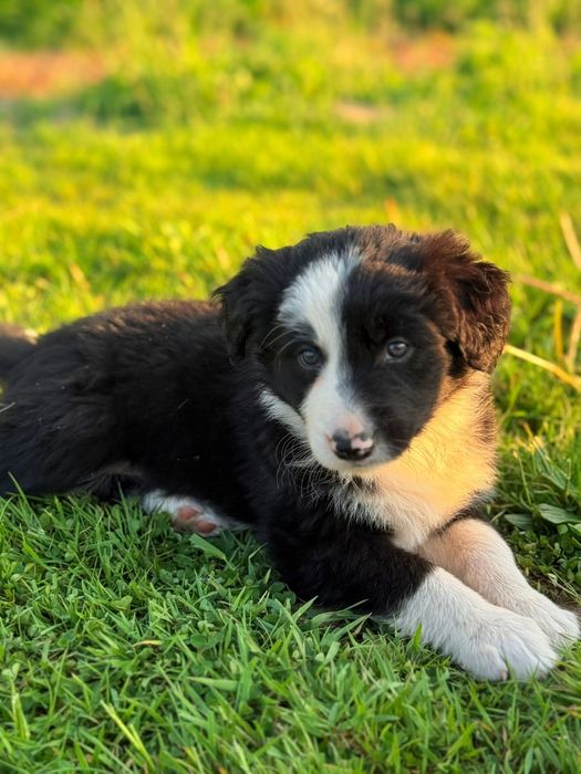 Border Collie szczeniaki