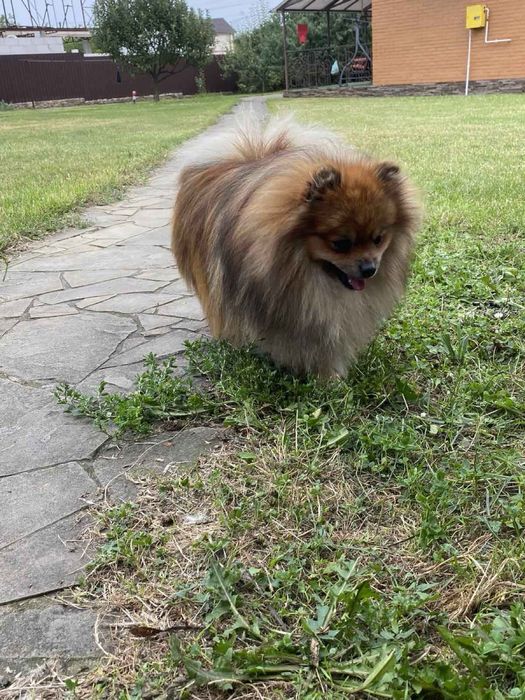 Шикарный кобель Шпиц German SPITZ TOY для вязки.