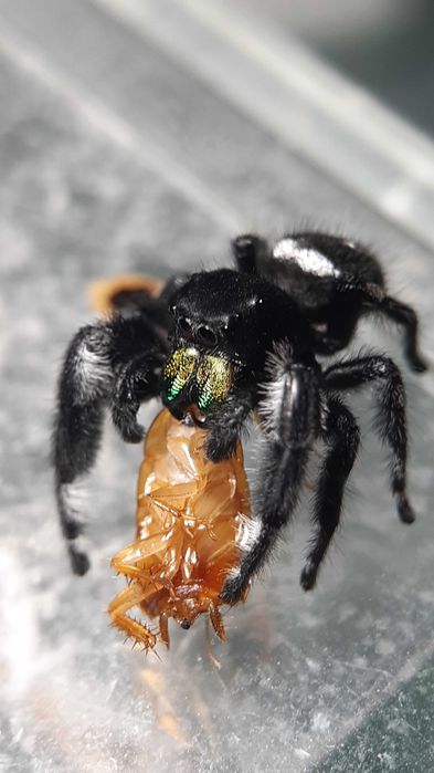 Skakun królewski L3/L4/L5/L6 phidippus regius SOROA + gratisy
