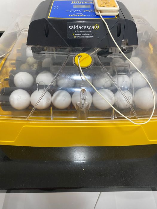 Ovos de Leghorn e Codorniz