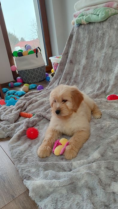 Goldendoodle F1 badania genetyczne