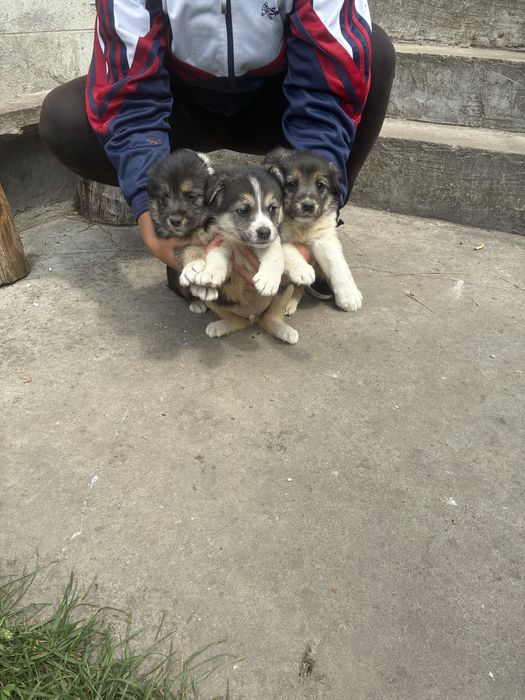 Цуценята хлопчик і дві дівчинки