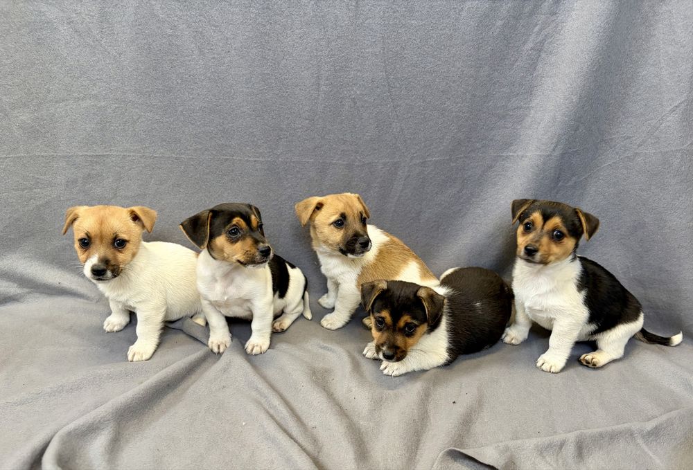 Jack Russell Terrier z Rodowodem
