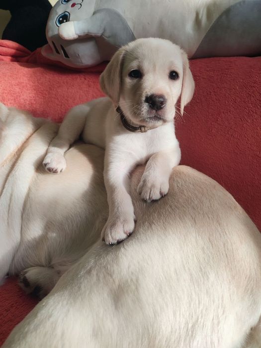 Лабрадорчики чистокровні з документами