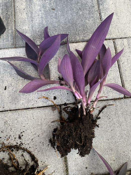 Trzykrotka purpurowa