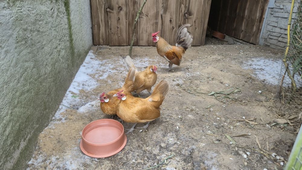 Jajka legowe bantamek