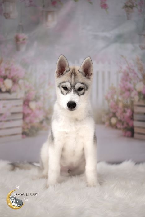 Szczenie Siberian Husky z rodowodem