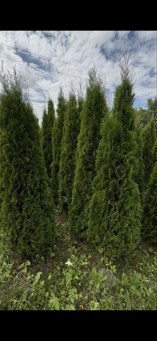 Продаж Туя Смарагд висотою 2 м.- 550 грн. В наявності велика кількість