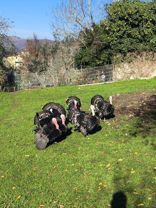 Perus criados no campo