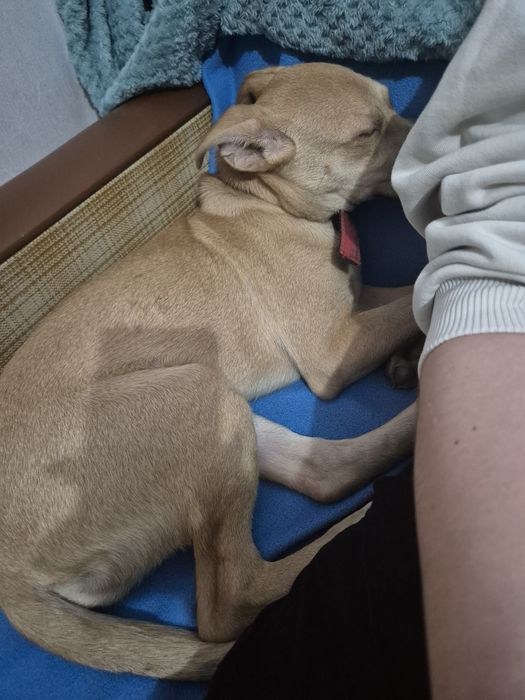 Pilnie oddam szczeniaka