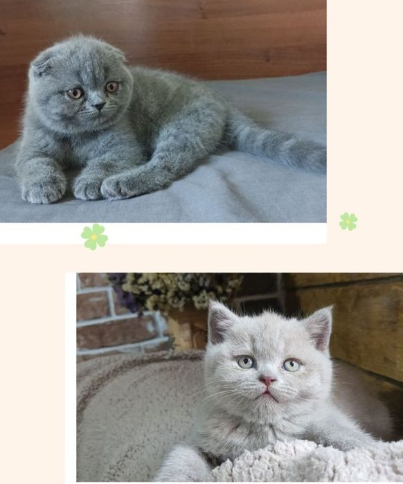 Веслоухие котята