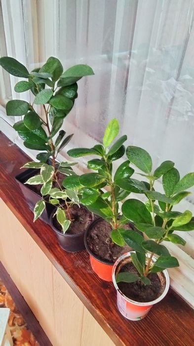 Кімнатні рослини продам