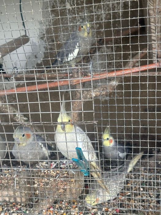 Caturras novas com 7 meses