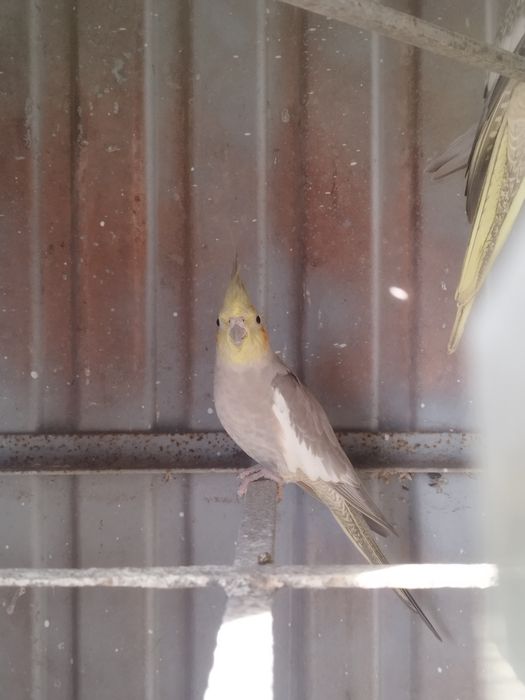 Ótima exemplar de caturra