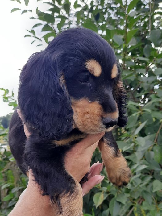 Cocker Spaniel Angielski czarny podpalany z legalnej hodowli