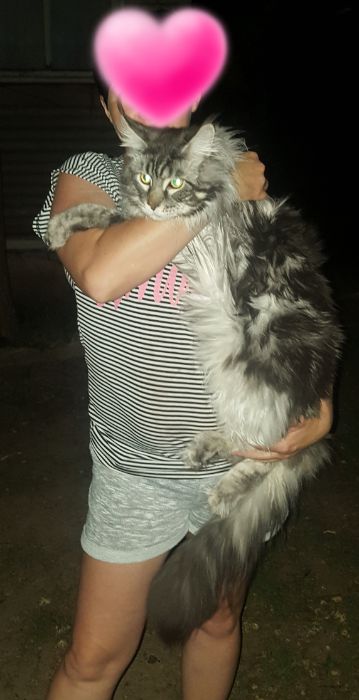 Мейн-кун.  Вязка