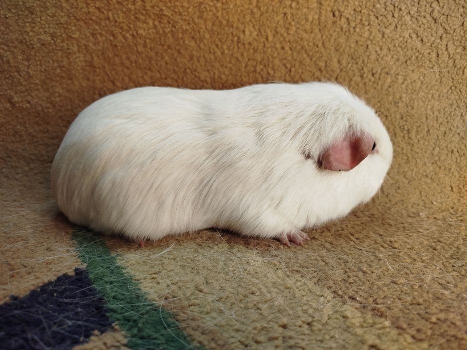 Морская свинка. Самец. Белый селф.