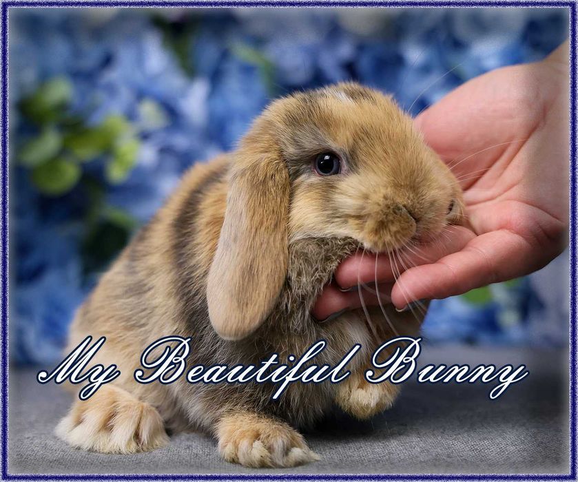 Młody Krolik Mini Lop - Harlequin