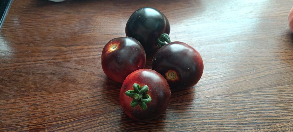 Nasiona pomidorów dużo odmian