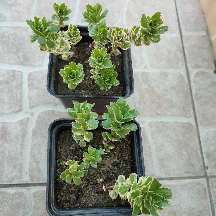 Набір садових очитків.