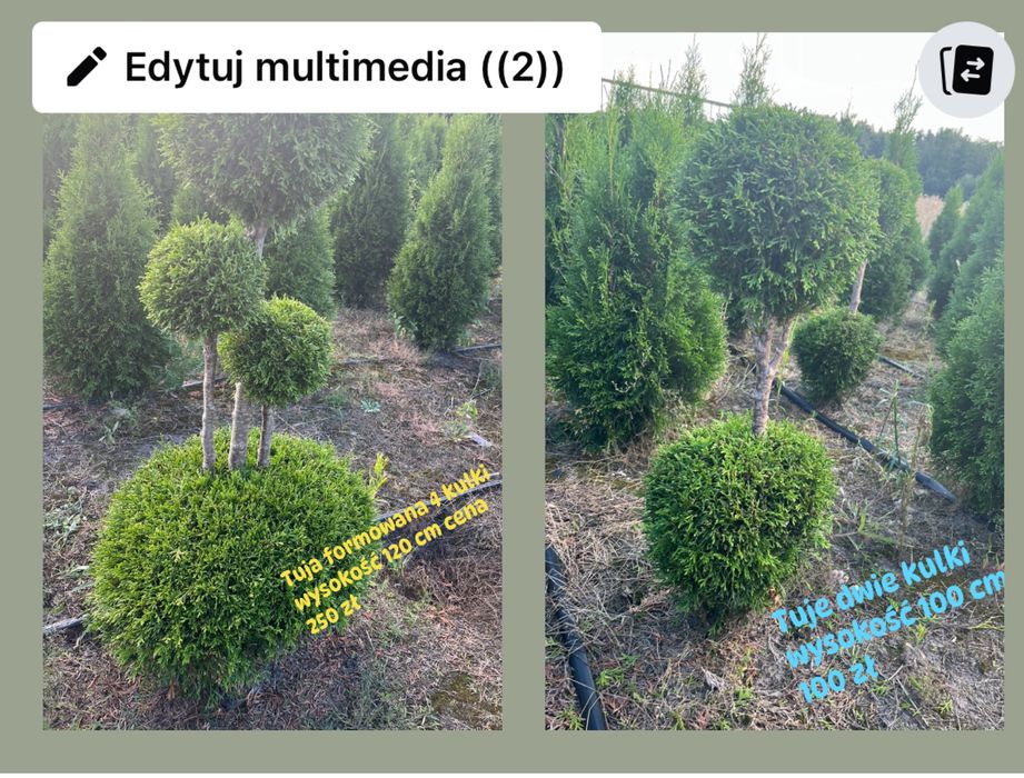 Tuje formowane -bonsai,kule,spirale-PRODUCENT