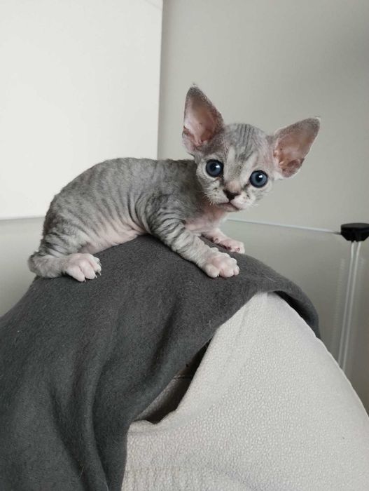 Devon Rex - dziewczynka, odbiór w lutym