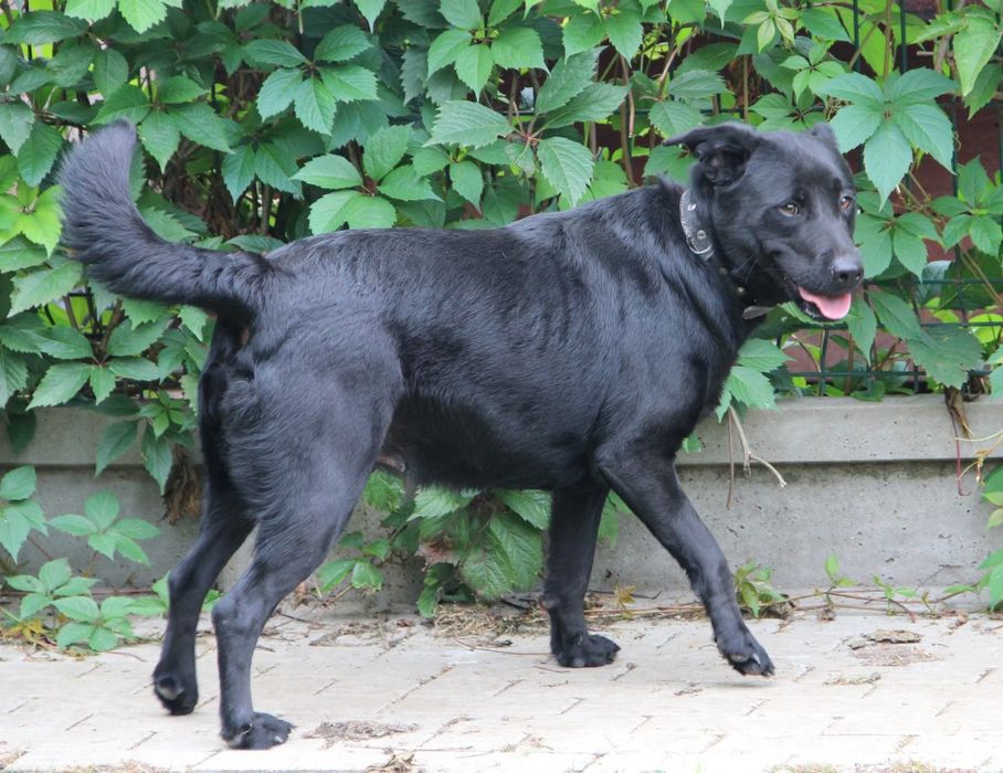 Duża, młoda i łagodna suczka mix labrador do adopcji