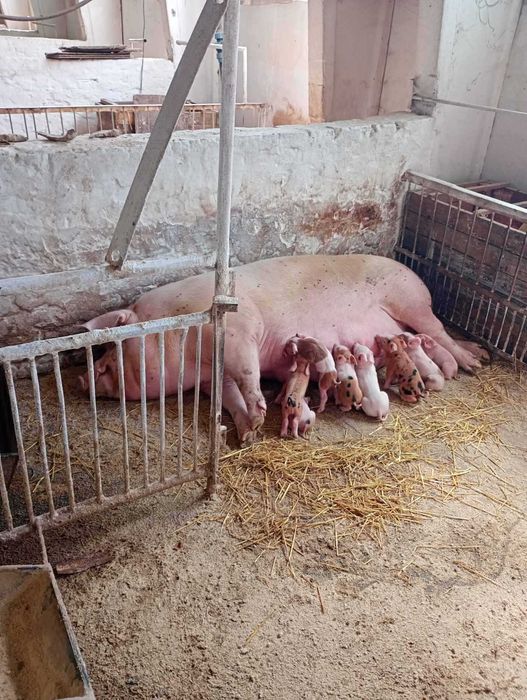 Продам поросяток