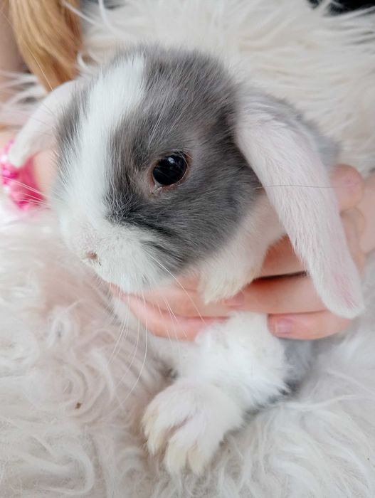 Króliczek baranek miniaturka Mini Lop hodowla zarejestrowana