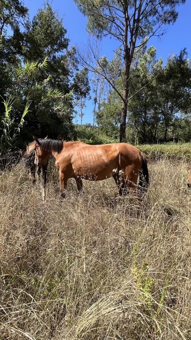 Egua puro sangue lusitano 1 ano