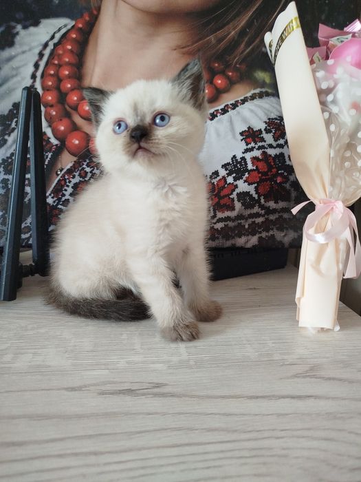 Кошенятко blue point