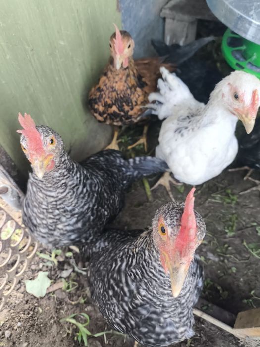 Garnizos e garnizas para venda